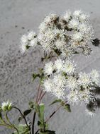 صورة Ageratina paupercula (A. Gray) R. King & H. Rob.