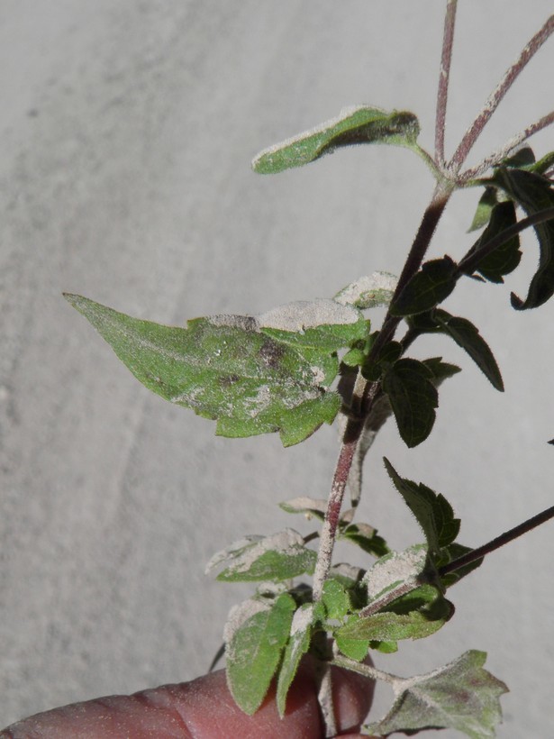 صورة Ageratina paupercula (A. Gray) R. King & H. Rob.