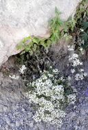 صورة Ageratina paupercula (A. Gray) R. King & H. Rob.