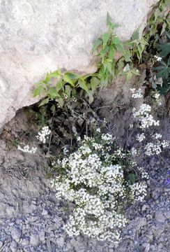 Image of Santa Rita snakeroot