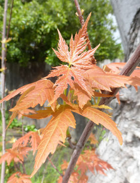 Imagem de Acer saccharinum L.