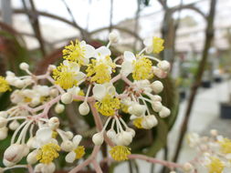 Image of Begonia luxurians Scheidw.
