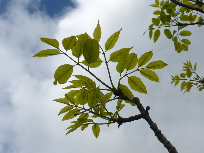 Image of American Ash