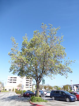 Image of Narrow-leafed Ash