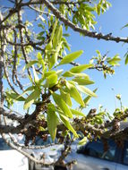 Image of Narrow-leafed Ash