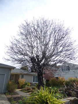 Image of Common walnut