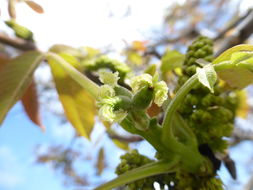 Image of Common walnut