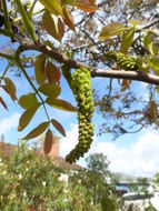 Image of Common walnut