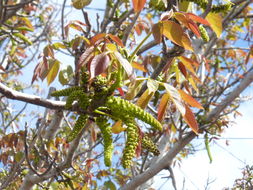 Image of Common walnut