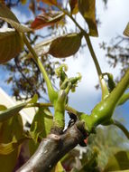 Image of Common walnut