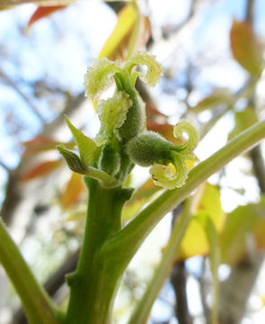 Image of Common walnut