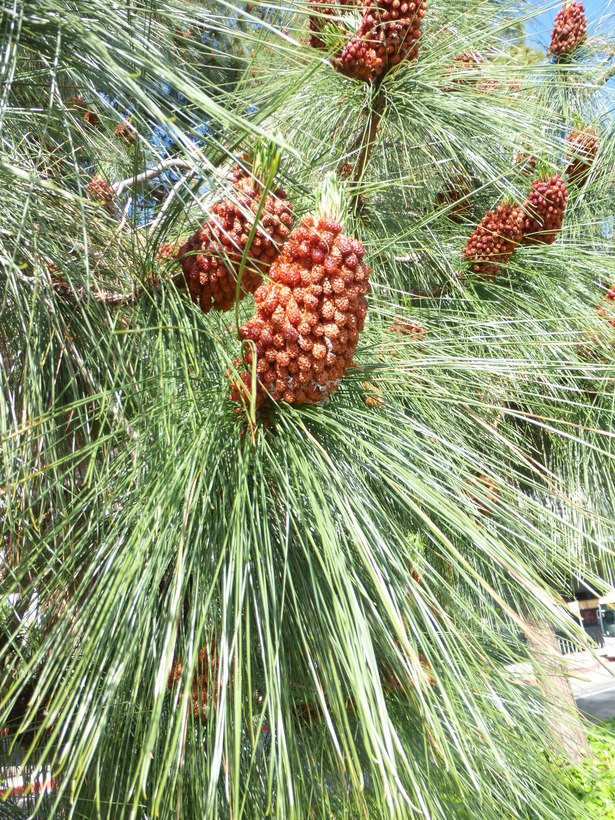 Image of Canary Island pine