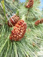 Image of Canary Island pine