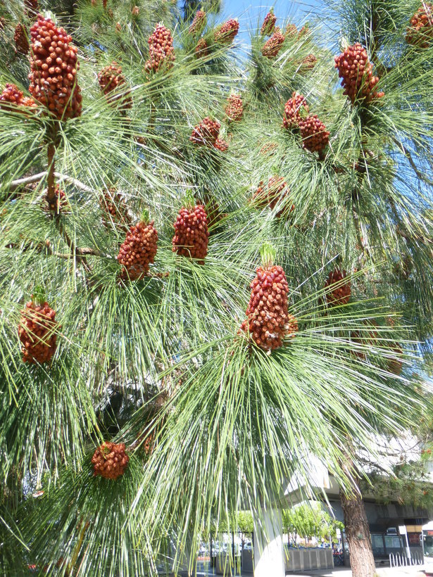 Image of Canary Island pine