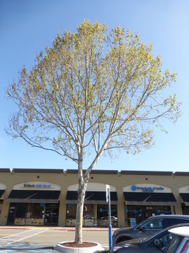 Plancia ëd Platanus occidentalis L.