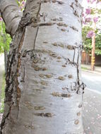 Слика од Prunus serrulata Lindl.