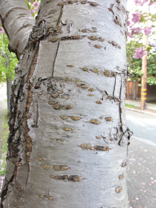 Слика од Prunus serrulata Lindl.