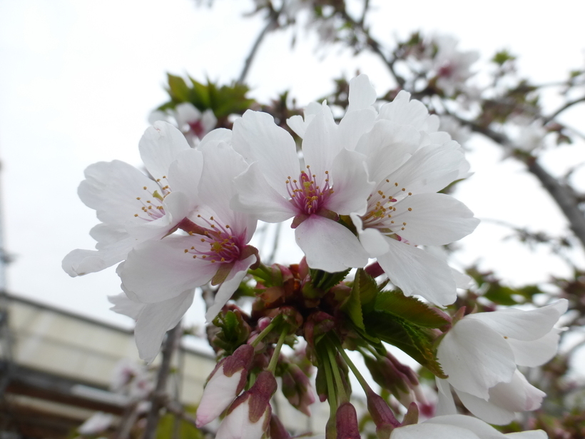 Plancia ëd Prunus subhirtella Miq.