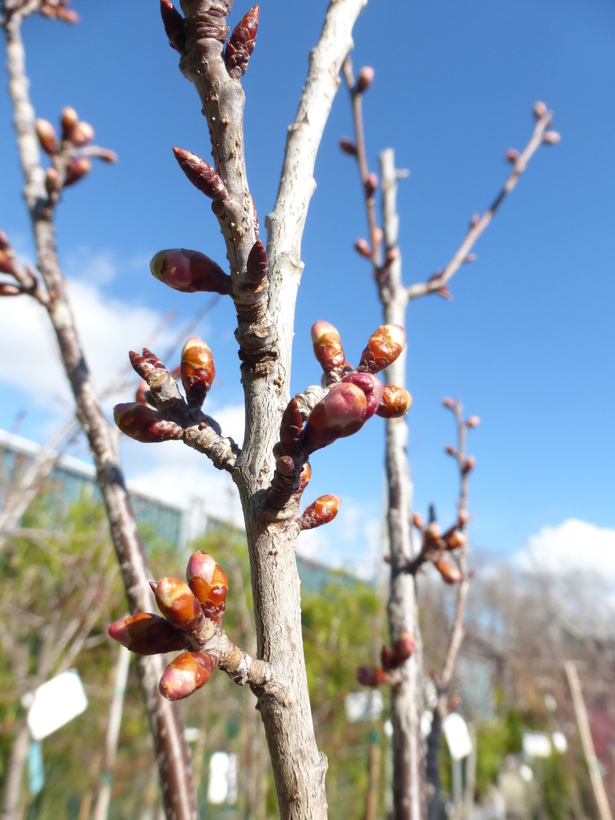 Image of Taiwan flowering cherry