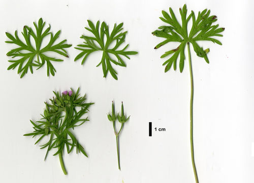 Plancia ëd Geranium dissectum L.