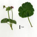 Image of gooseberry geranium