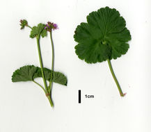 Слика од Pelargonium grossularioides (L.) L'Her.