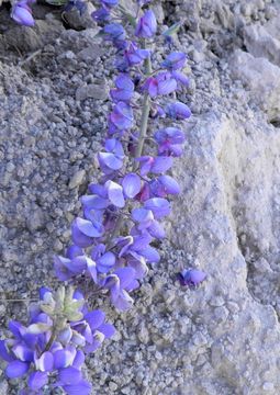 Image of New Mexico lupine