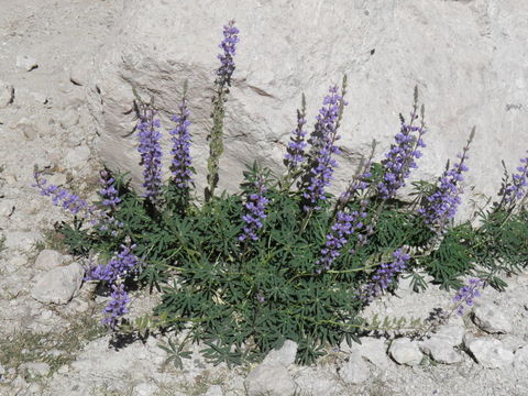 Image of New Mexico lupine