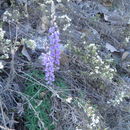 Image of New Mexico lupine