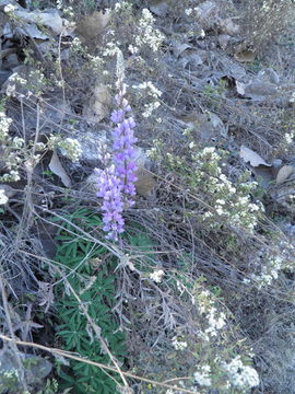 Plancia ëd Lupinus neomexicanus Greene