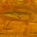 Imagem de <i>Agriotes succiniferus</i>
