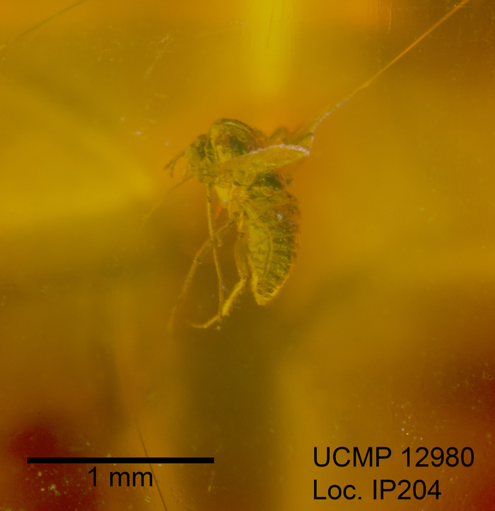 Image of midges