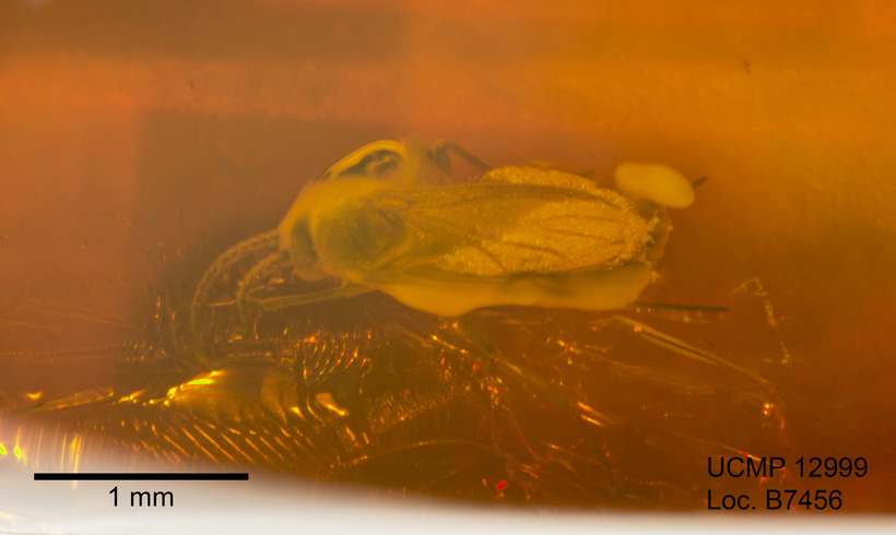 Image of dark-winged fungus gnats