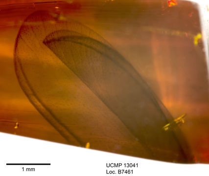 <i>Coptotermes sucineus</i>的圖片