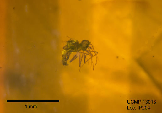 Image of Ceratopogonidae