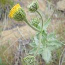 Image of sticky desertsunflower