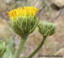 Plancia ëd Geraea viscida (A. Gray) Blake