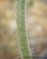 Plancia ëd Geraea viscida (A. Gray) Blake