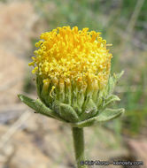 Plancia ëd Geraea viscida (A. Gray) Blake