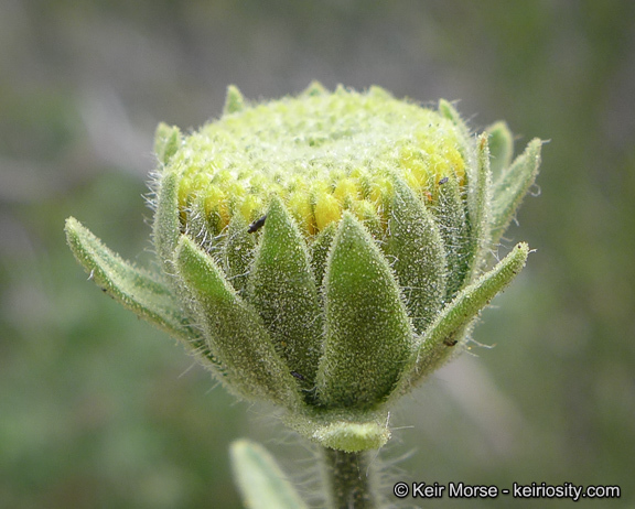 Plancia ëd Geraea viscida (A. Gray) Blake