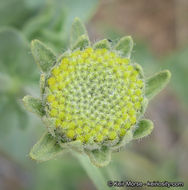 Plancia ëd Geraea viscida (A. Gray) Blake