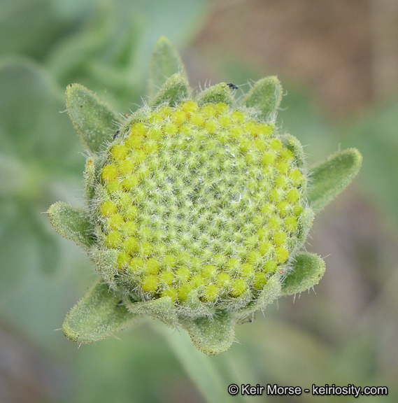 Plancia ëd Geraea viscida (A. Gray) Blake