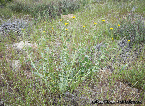 Plancia ëd Geraea viscida (A. Gray) Blake