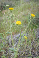 Plancia ëd Geraea viscida (A. Gray) Blake