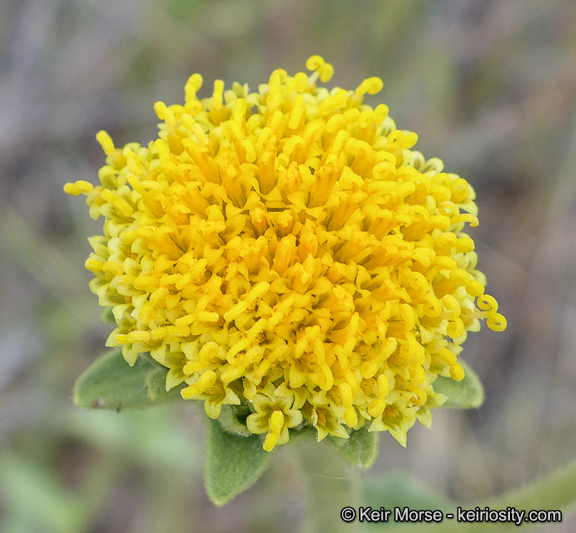 Plancia ëd Geraea viscida (A. Gray) Blake