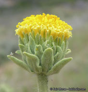 Plancia ëd Geraea viscida (A. Gray) Blake