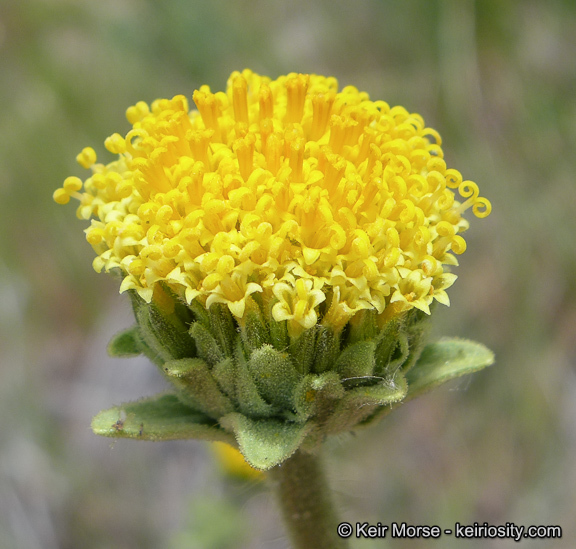 Plancia ëd Geraea viscida (A. Gray) Blake