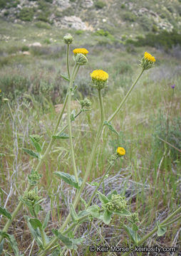 Plancia ëd Geraea viscida (A. Gray) Blake