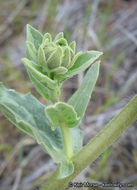 Plancia ëd Geraea viscida (A. Gray) Blake