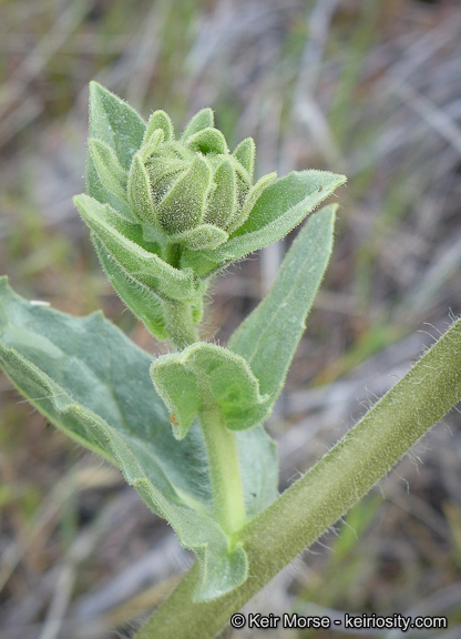 Plancia ëd Geraea viscida (A. Gray) Blake